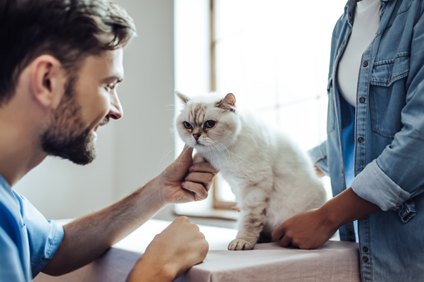 image for Celebrating National Take Your Cat to the Vet Day: Why It Matters and How to Prepare